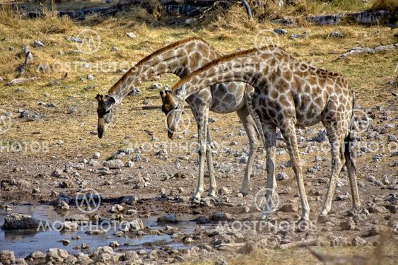 two giraffe near a waterhole at etosha national park namibia