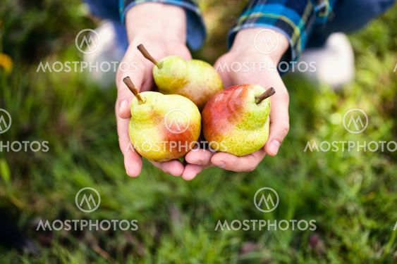 Fresh pear