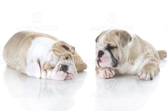 Cute english bulldog puppies isolated