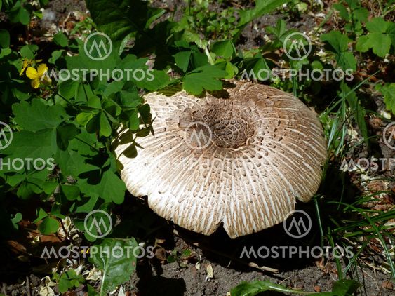 Mushroom