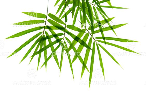 Bamboo leaves