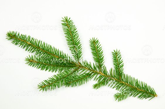 Spruce twig at white