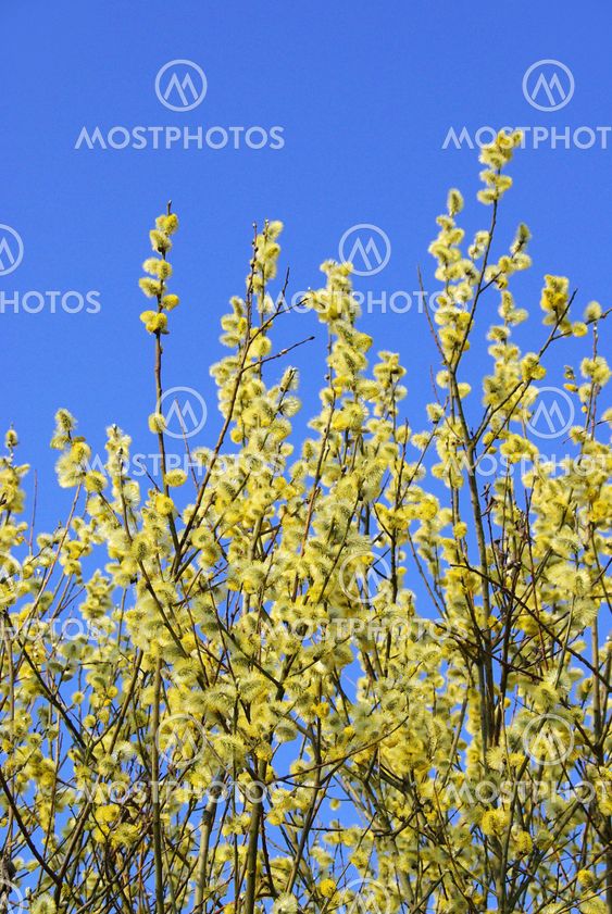 Weidenk?tzchen - catkin 40