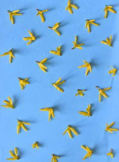 Yellow spring forsythia flowers isolated 