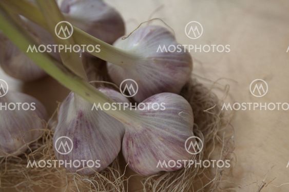 Garlic
