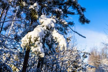 snow-covered pine branch in forest and blue sky