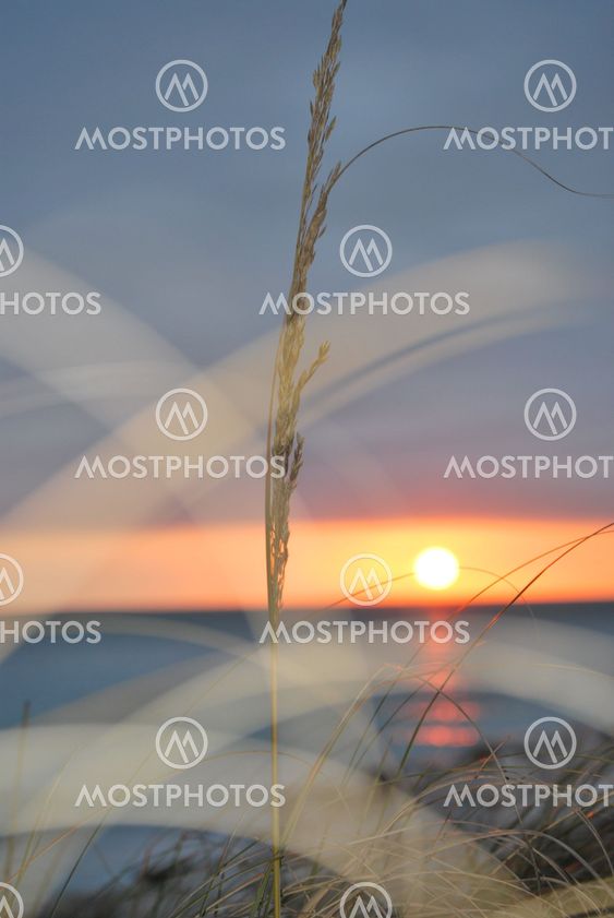 sea grass at sunset