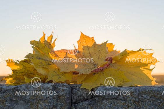Wreath of maple autumn leaves against sunset light