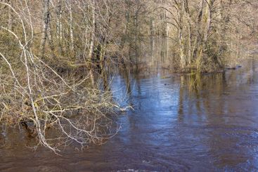 Spring flood in a forest with hanging branches