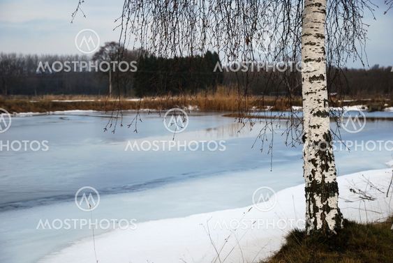 Birch trunk at icy pond