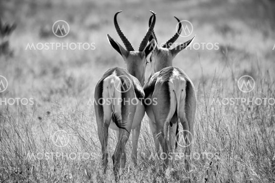 two springbok in black and white at etosha national park namibia