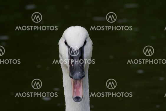 Angry swan