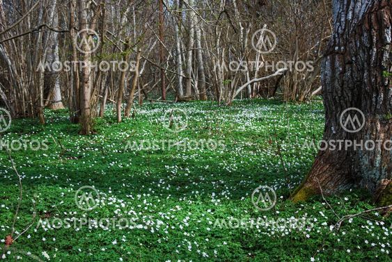 Springtime in a forest