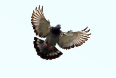 feather wing of homing pigeon bird floating mid air