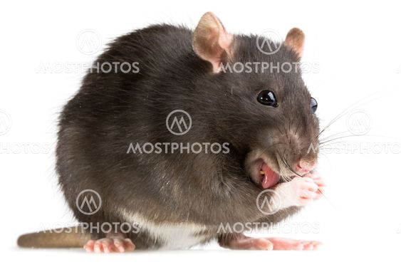 rat washing