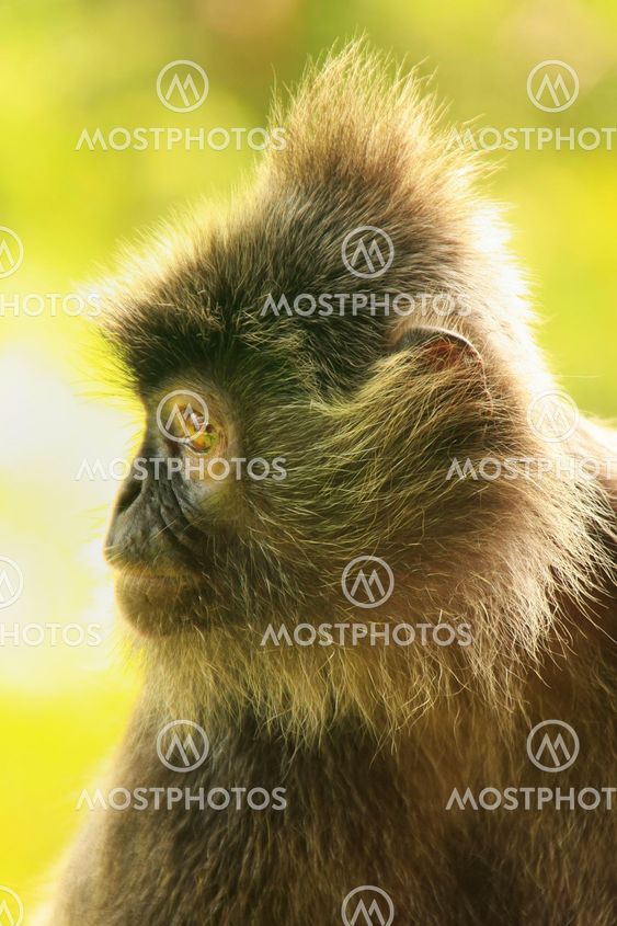 Silvered leaf monkey, Sepilok, Borneo, Malaysia