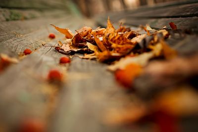 Autumn nature background