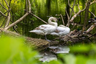 Beautiful white swans preen their feathers, drink water...