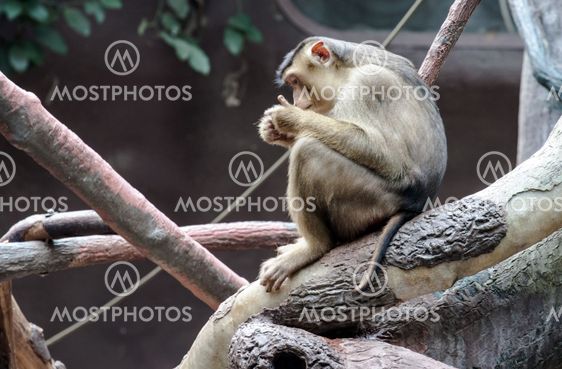 sitting monkey