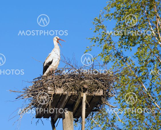 White Stork (Ciconia ciconia) standing on the nest