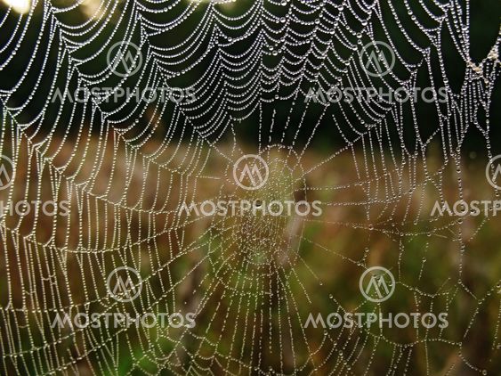 web and water