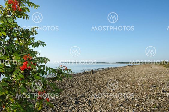 Rowan berries by the coast