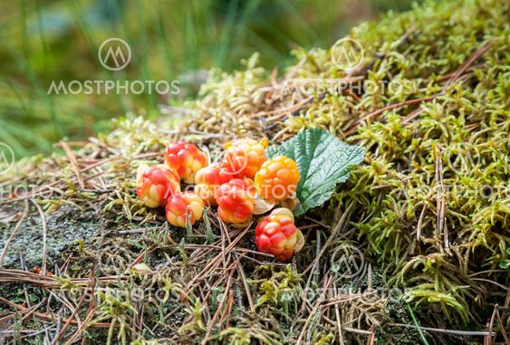 Cloudberry on a green vegetative background in wood....