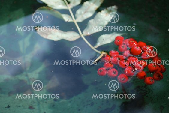 Sea buckthorn Berry in water