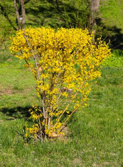 Yellow forsythia bush in a park