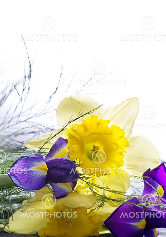 Narcissus with green foliage and a violet iris flower