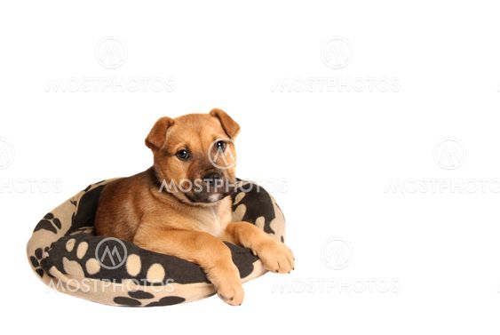 Mastiff puppy lying on a dog bed