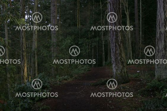 Forest in Oak Harbor