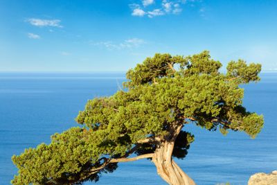 Juniper tree on rock  (Novyj Svit reserve, Crimea,...