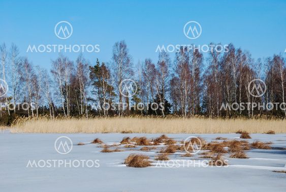 Group of birches