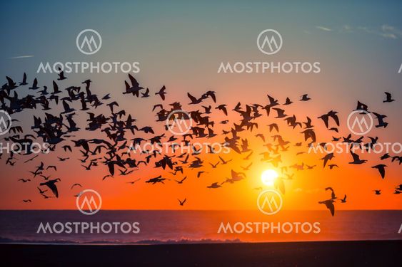 Silhouettes flock of seagulls over the Sea during blood-red sunset.