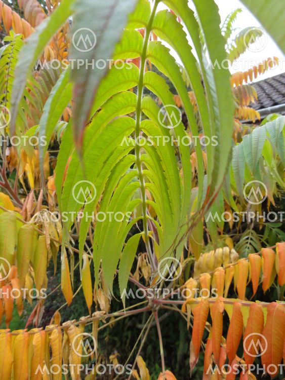 Autumn Coloured PLant
