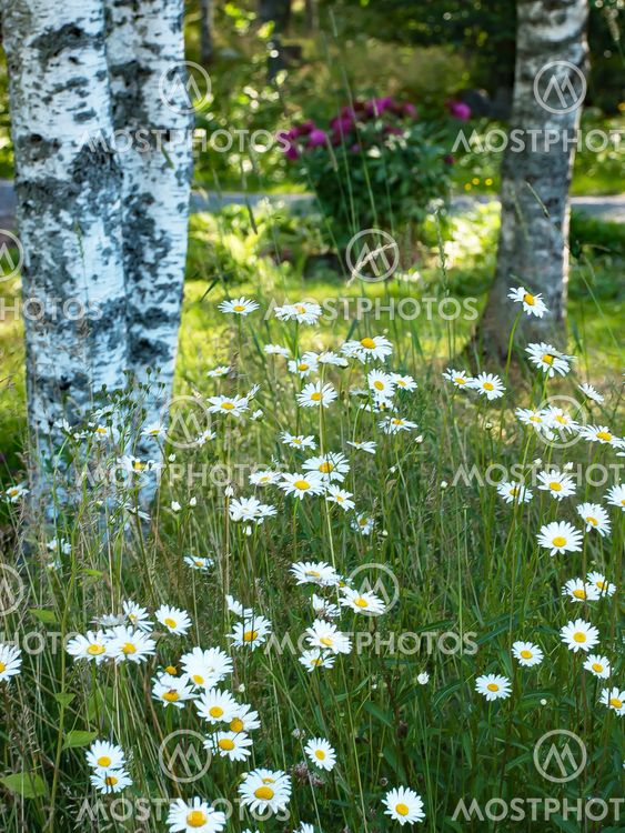 SOMMARLANDSKAP