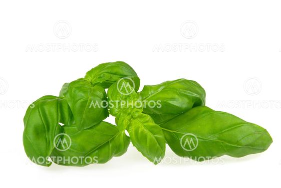 Basilikum - basil 08