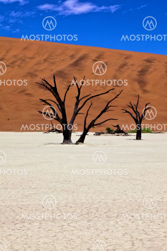 dead trees in front of a orange dune in deadvlei namib naukluft national park namibia