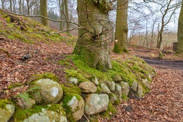Rocks, forest and trees with nature, environment and...