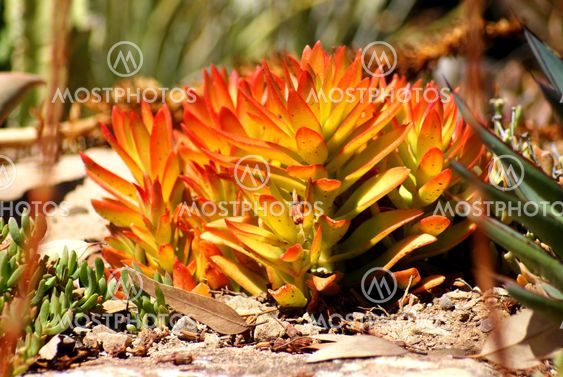 A Firey Plant