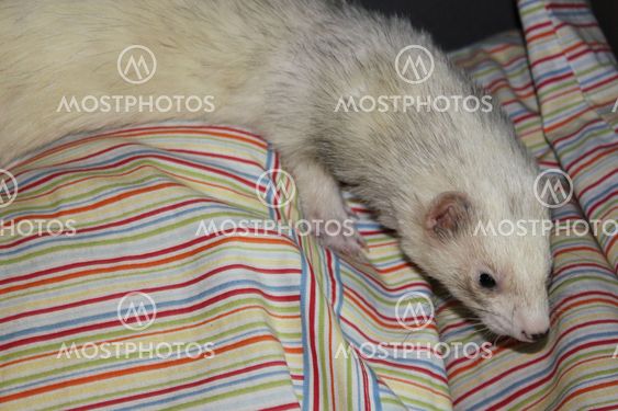 Ferret