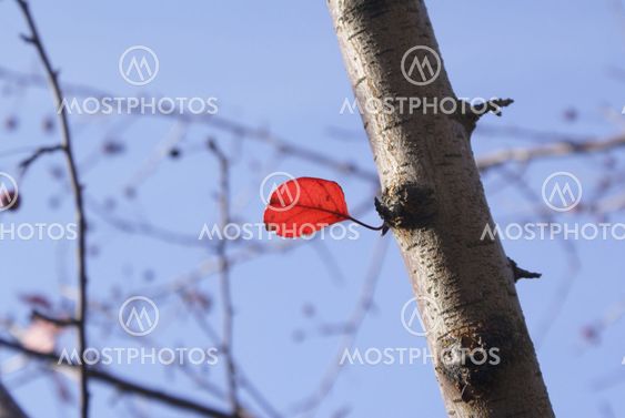 The last leaf