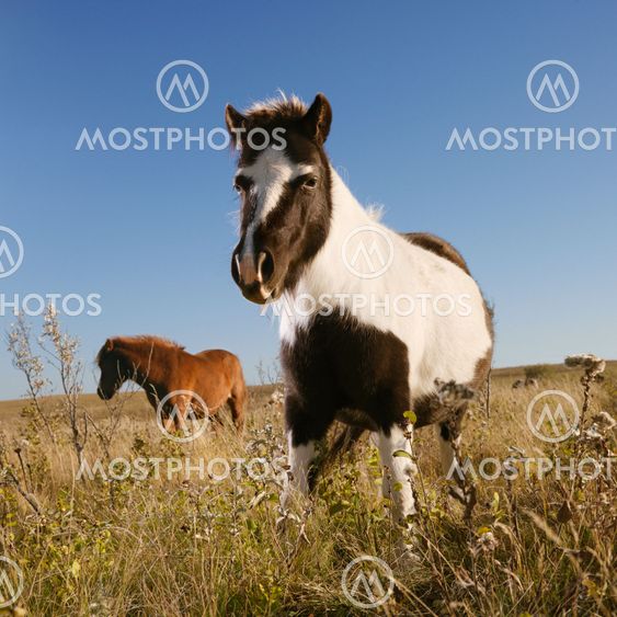 Two miniature horses.