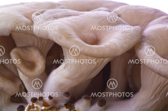 mushrooms Pleurotus ostreatus on the white