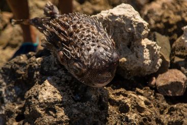 Dead fish on the seashore. Selective focus.