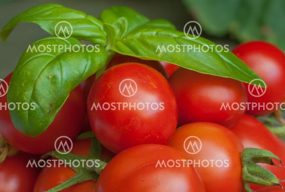 Tomatoes