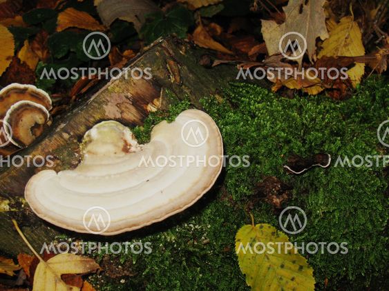 White mushroom