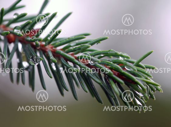 Evergreen branch