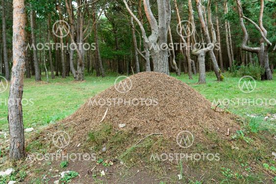 Large anthill